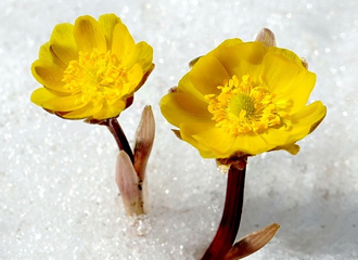  为什么雪莲花不畏冰雪高寒