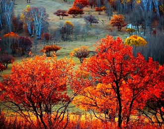  为什么有的树叶秋天会变红