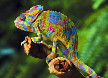  为什么变色龙善于变色