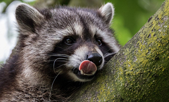 2015 年玩物史：给我一台手机，给你一个故事