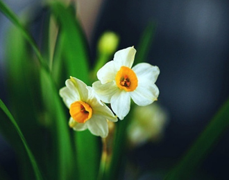  为什么水仙花“喝”清水就能生长开花